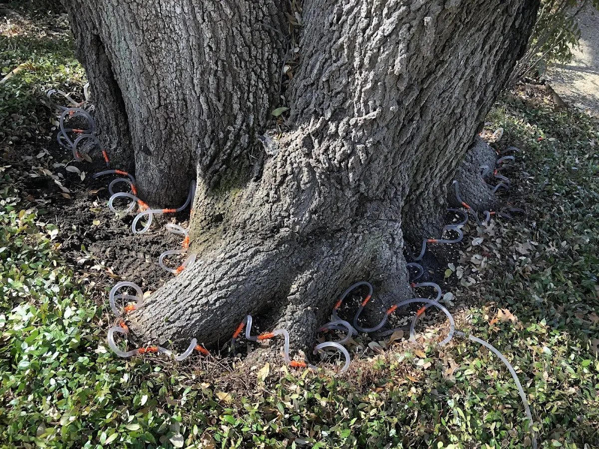 Detailed Tree Cabling and Bracing job site in Olmitz