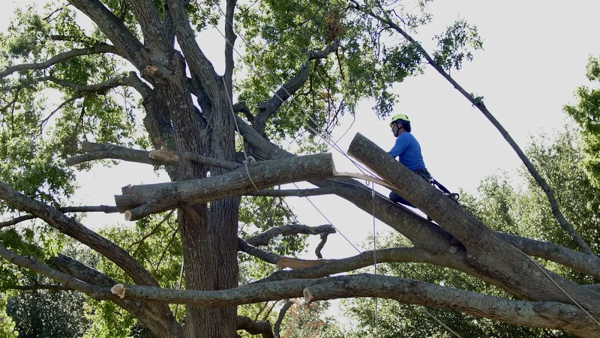 Professional Hazardous Tree Removal performed by certified arborists in Olmitz