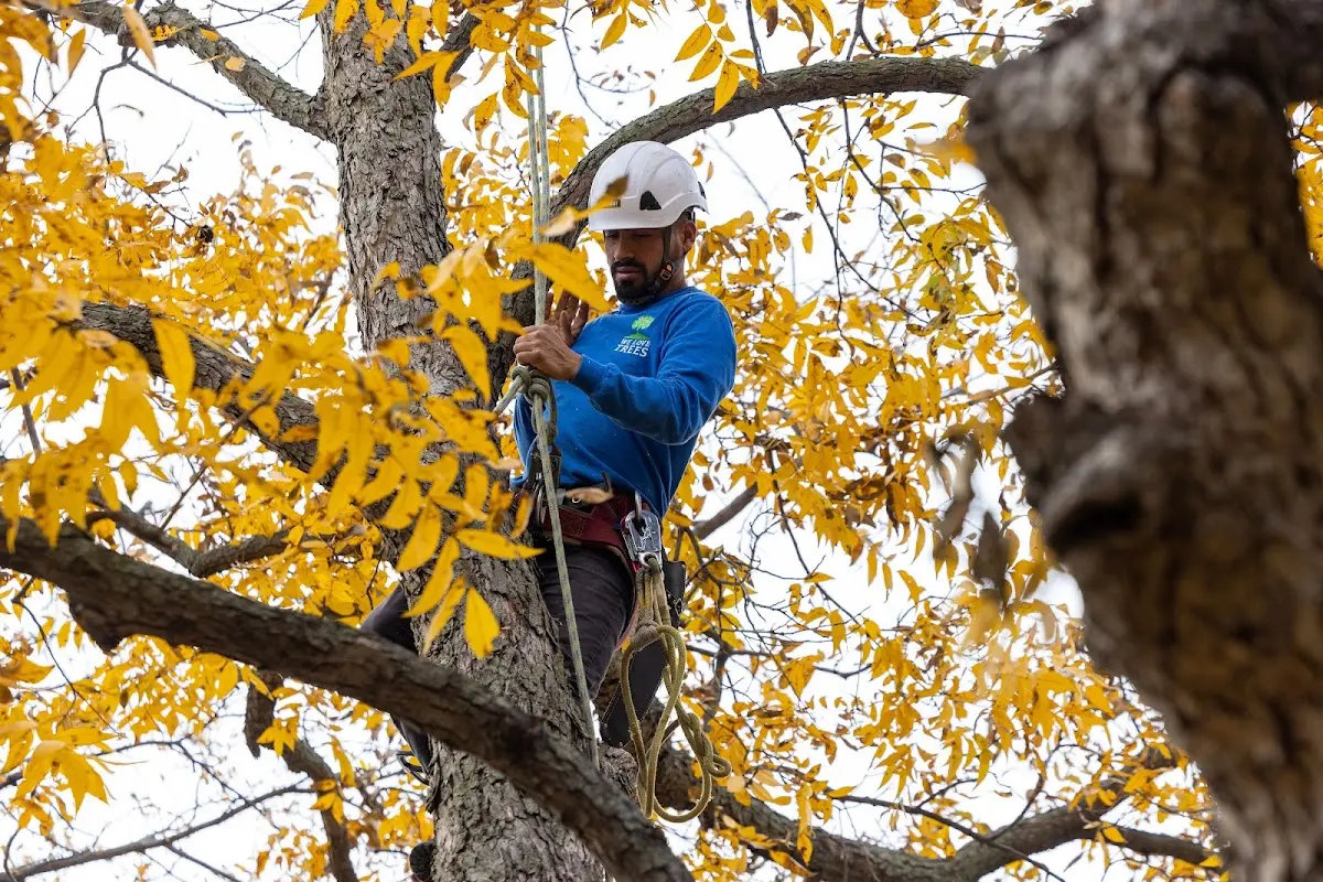 Skilled Dead Tree Removal crew working in Olmitz